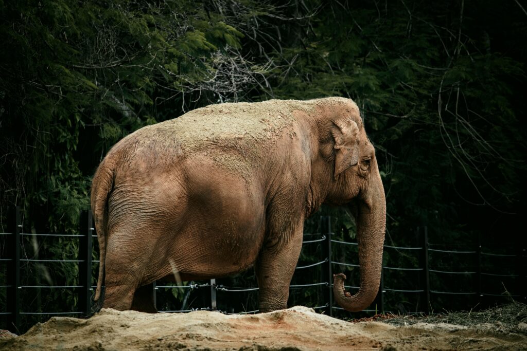 Happy a fost eutanasiată la vârsta de 55 de ani. Foto: pexels.com