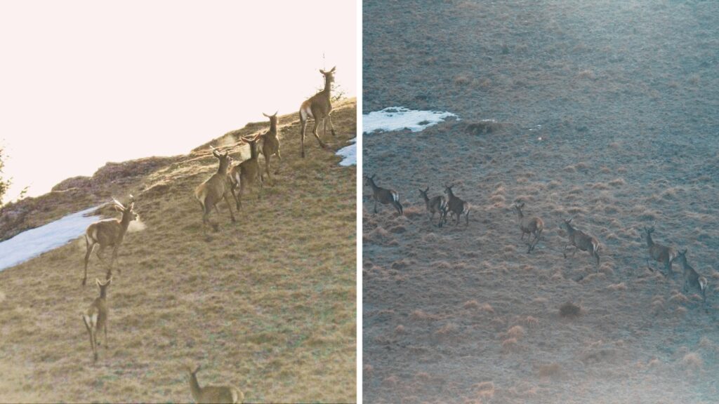 Imagini rare din Parcul Natural Bucegi: opt căprioare, surprinse la plimbare. Foto: Facebook Romsilva