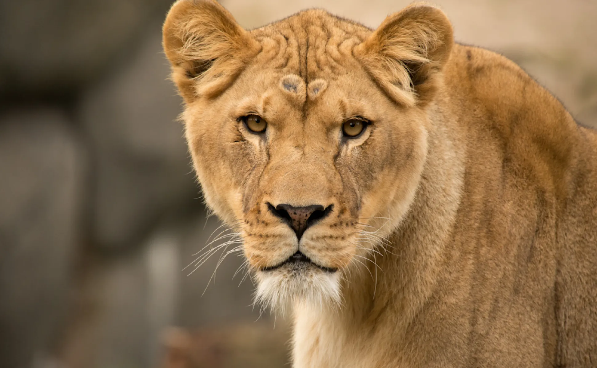 Kya, una dintre cele mai iubite leoaice de la Grădina Zoologică din Oregon, a murit la aproape 19 ani. Foto: Oregon Zoo / Michael Durham