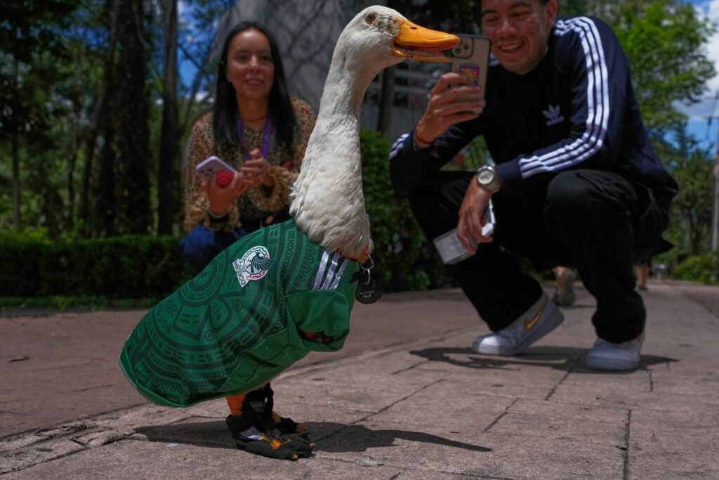 Merlin, rățoiul care a cucerit Cupa Mondială. Mascota neoficială a Mexicului nu a fost lăsată să intre pe stadion din cauza regulilor FIFA