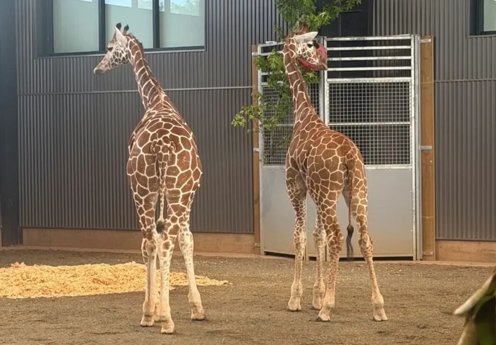 Doi pui de girafă dispăruți dintr-o grădină zoologică din Virginia au fost găsiți în siguranță. Foto: Virginia Office of the Attorney General