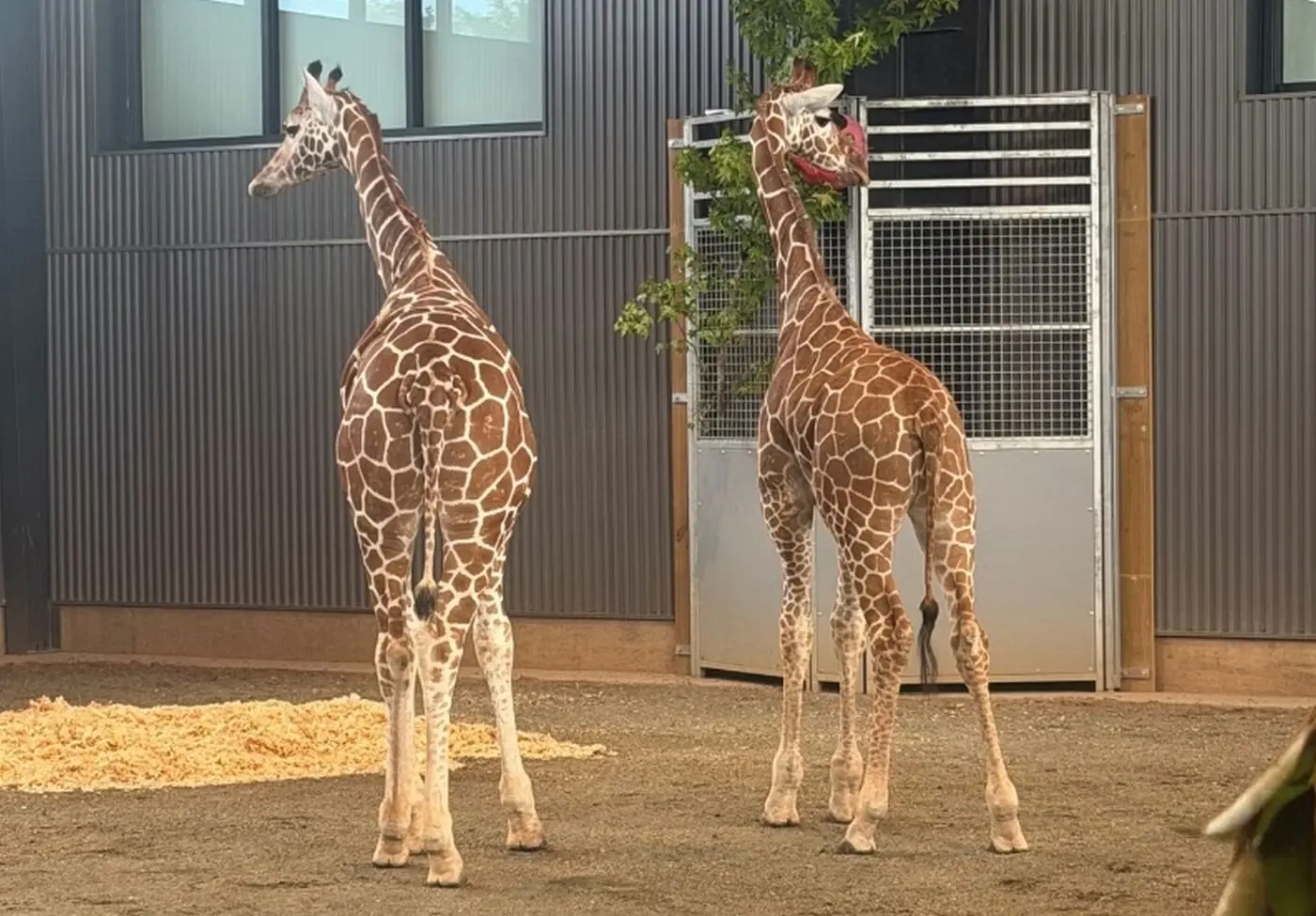 Doi pui de girafă dispăruți dintr-o grădină zoologică din Virginia au fost găsiți în siguranță. Foto: Virginia Office of the Attorney General