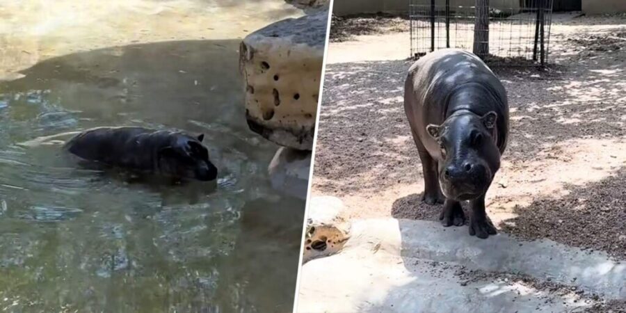 Moment viral la zoo: un pui de hipopotam pitic nu voia să iasă din apă. Îngrijitorii au rezolvat situația chemându-i mama VIDEO