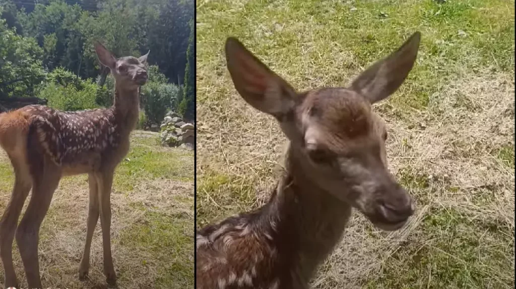 O căprioară rămasă fără mamă și-a găsit refugiu în curtea unui clujean. Foto: captură video Facebook