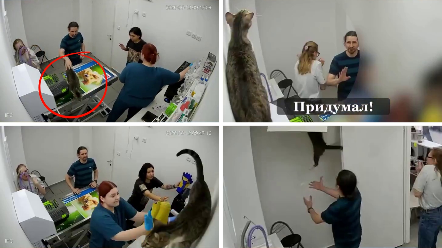 O pisică speriată a devastat un cabinet veterinar din Israel. Sursa foto: capturi video X @Nexta