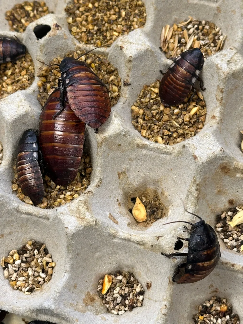 Aceste insecte reprezintă un risc major pentru ecosistemele locale, deoarece pot răspândi boli și pot afecta fauna sălbatică și agricultura. Foto: DCCEEW