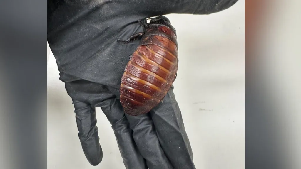 Peste 100.000 de gândaci exotici ilegali au fost confiscați în Australia. Foto: DCCEEW