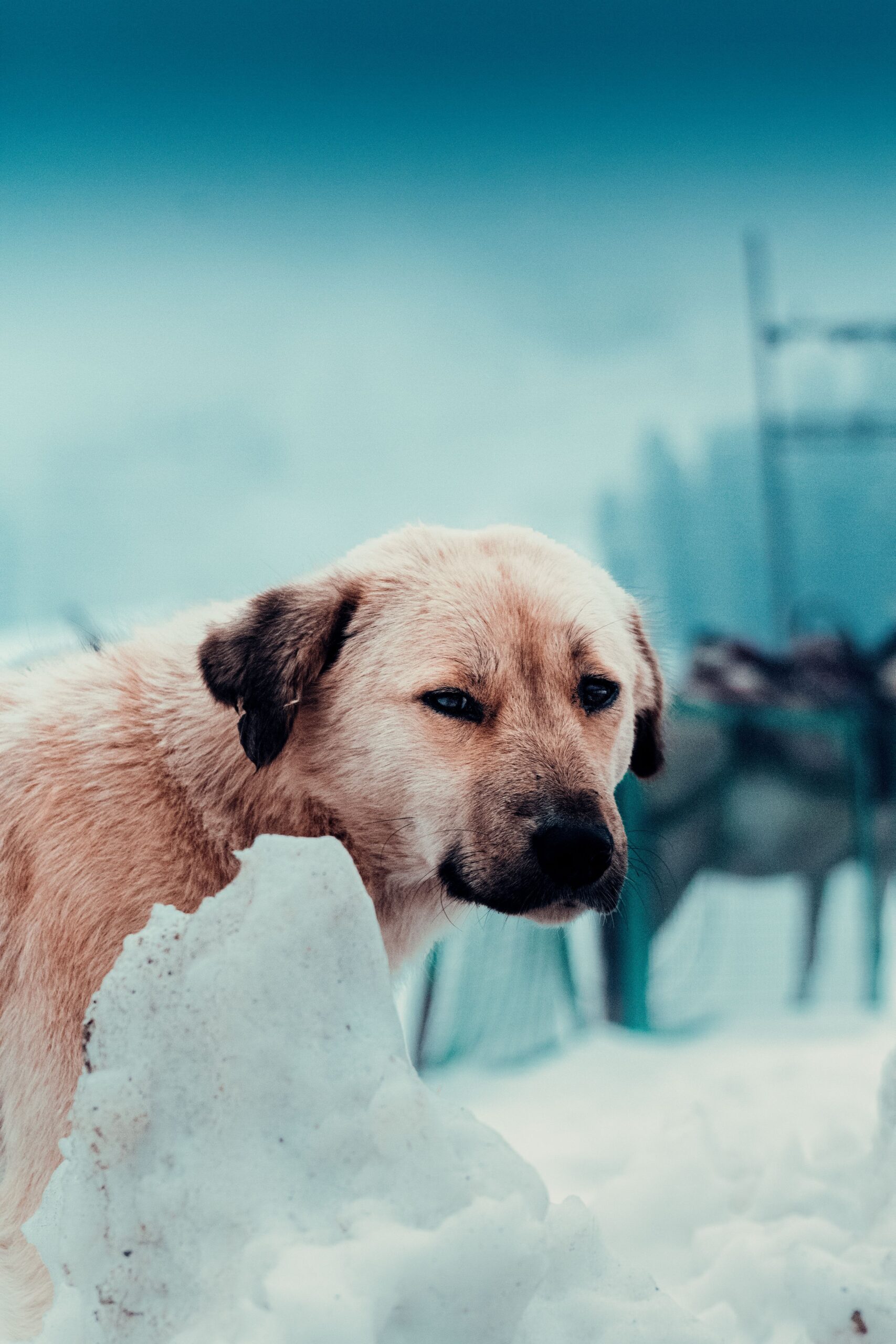 Cercetările nu au identificat cuburile de gheață drept un pericol. Foto: pexels.com