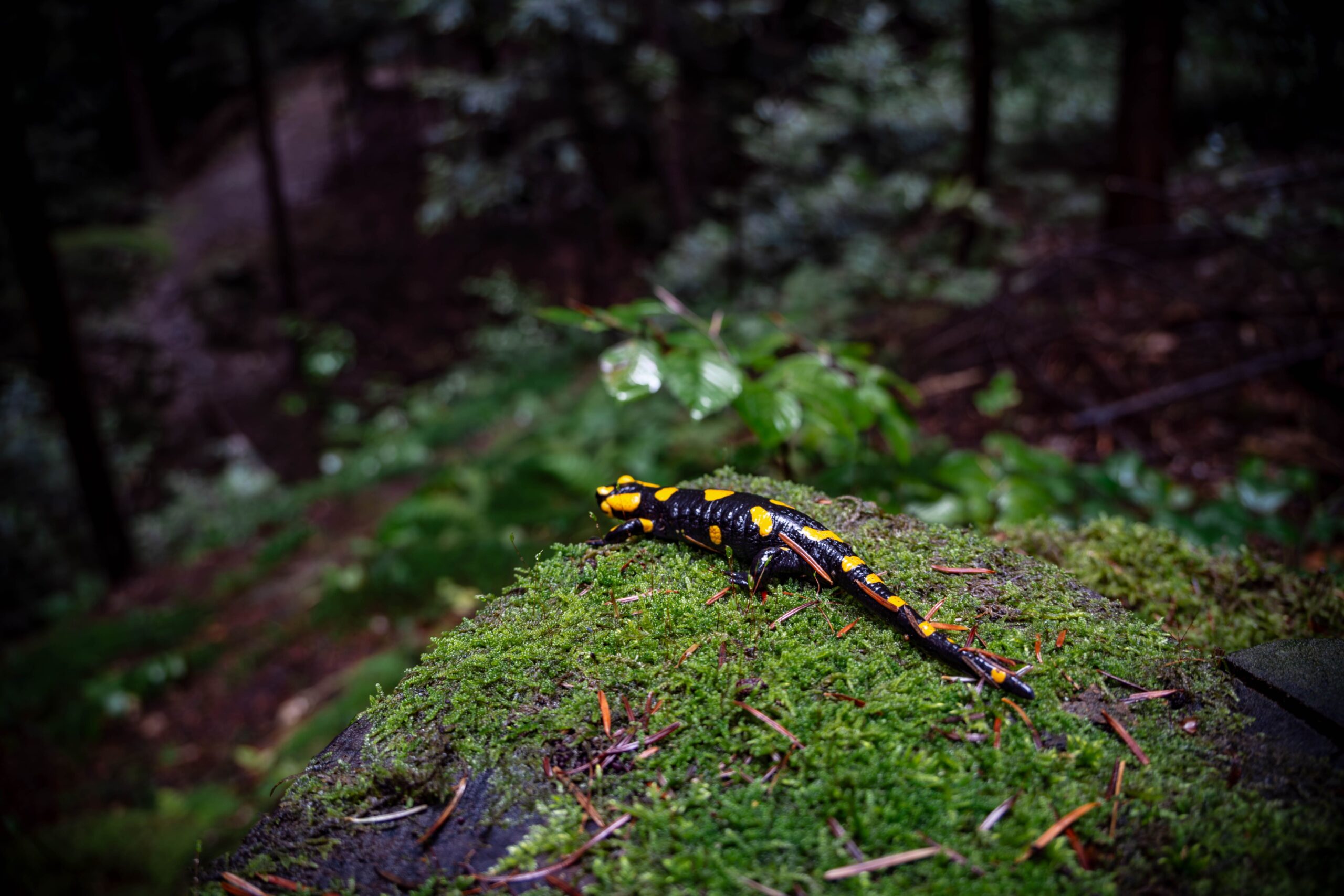 Fenomenul poartă numele de biofluorescență și nu mai fusese documentat niciodată la această specie. Foto: pexels.com