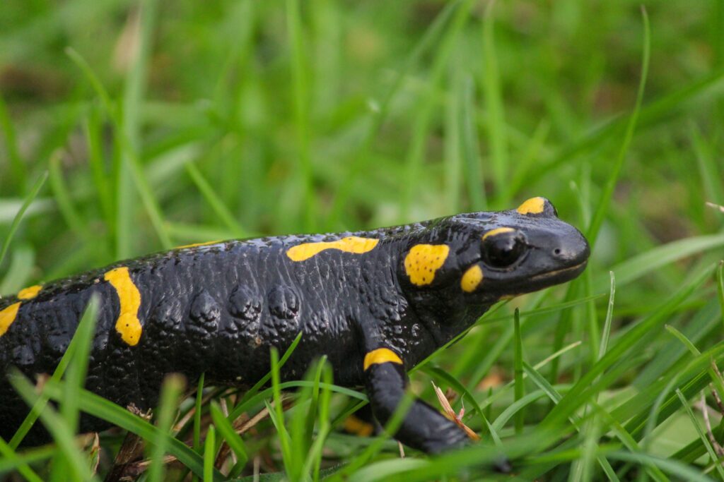 Salamandra de foc ascunde un secret în pielea sa toxică. Foto: pexels.com