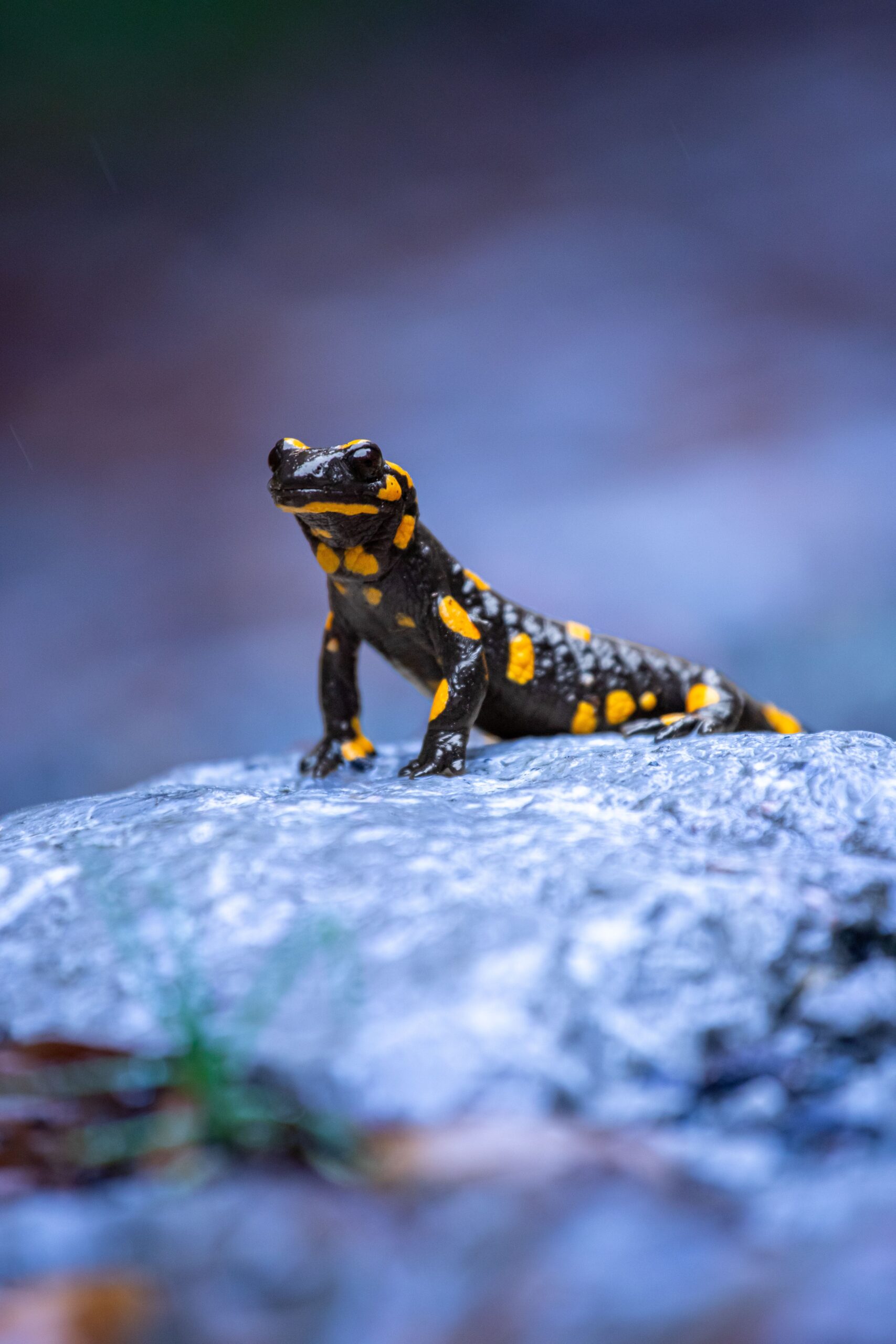 Pielea salamandrei de foc poate străluci într-o nuanță turcoaz atunci când este expusă la lumină ultravioletă. Foto: pexels.com