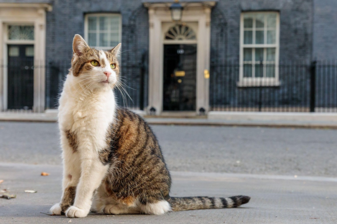 Larry, celebrul motan din Downing Street, se pregătește să îl întâmpine pe al șaptelea prim-ministru britanic