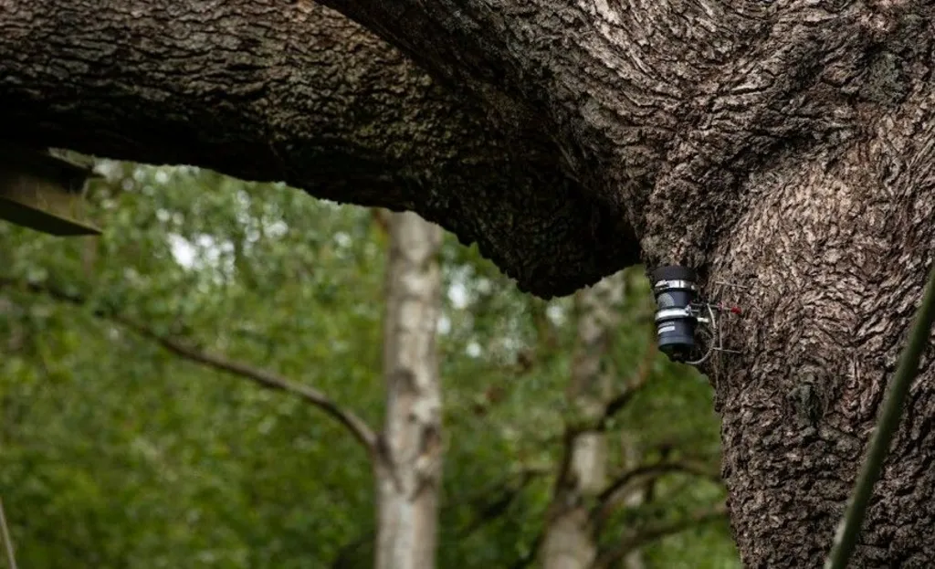 Major Oak a fost o atracție turistică de renume mondial și un simbol al Pădurii Sherwood. Foto: Ben Andrew/RSPB