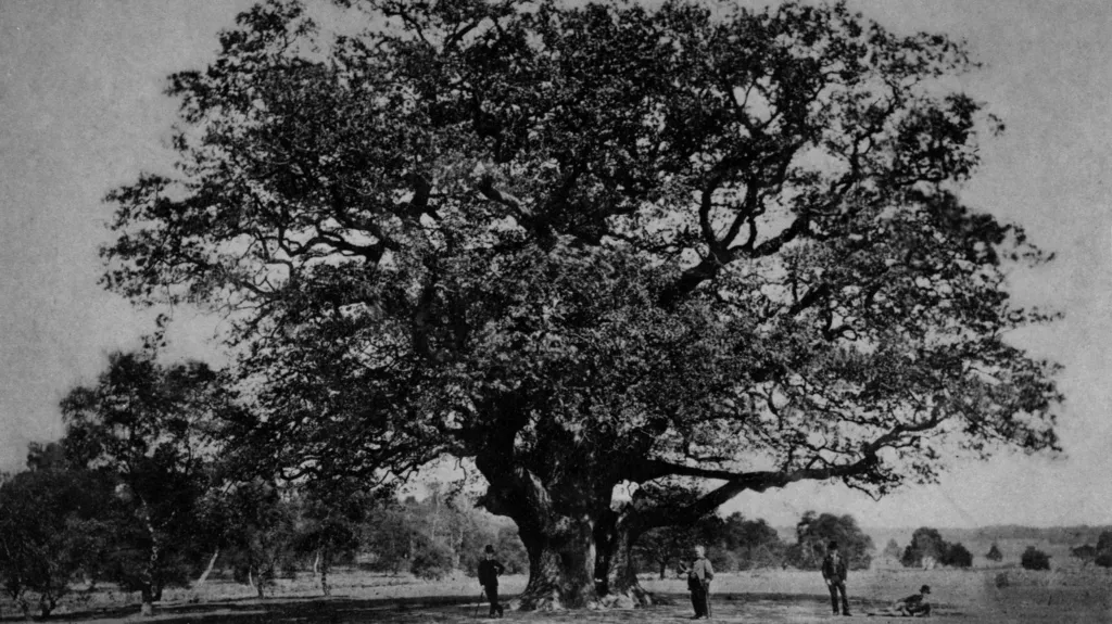 Stejarul Major Oak din Pădurea Sherwood, simbol al legendei lui Robin Hood. Foto: Reg Harris