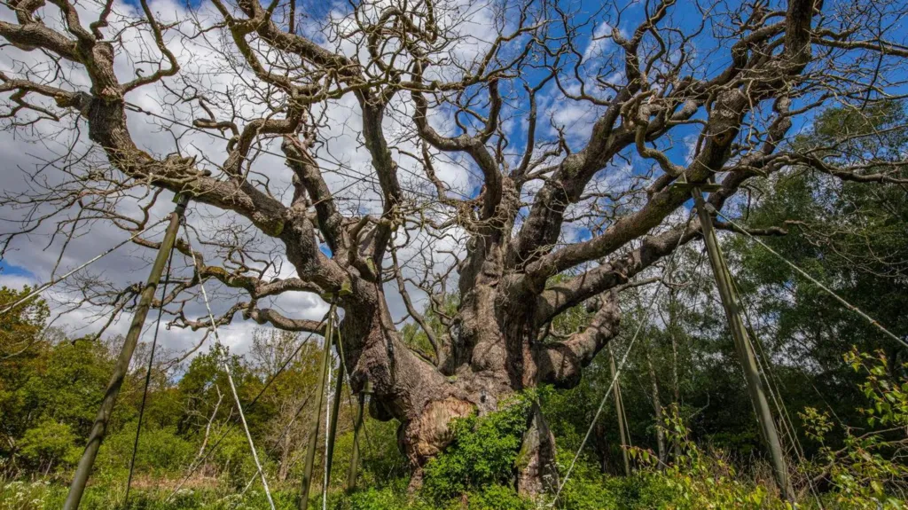 Stejarul Major Oak din Pădurea Sherwood, simbol al legendei lui Robin Hood, este considerat mort după aproape 1.200 de ani