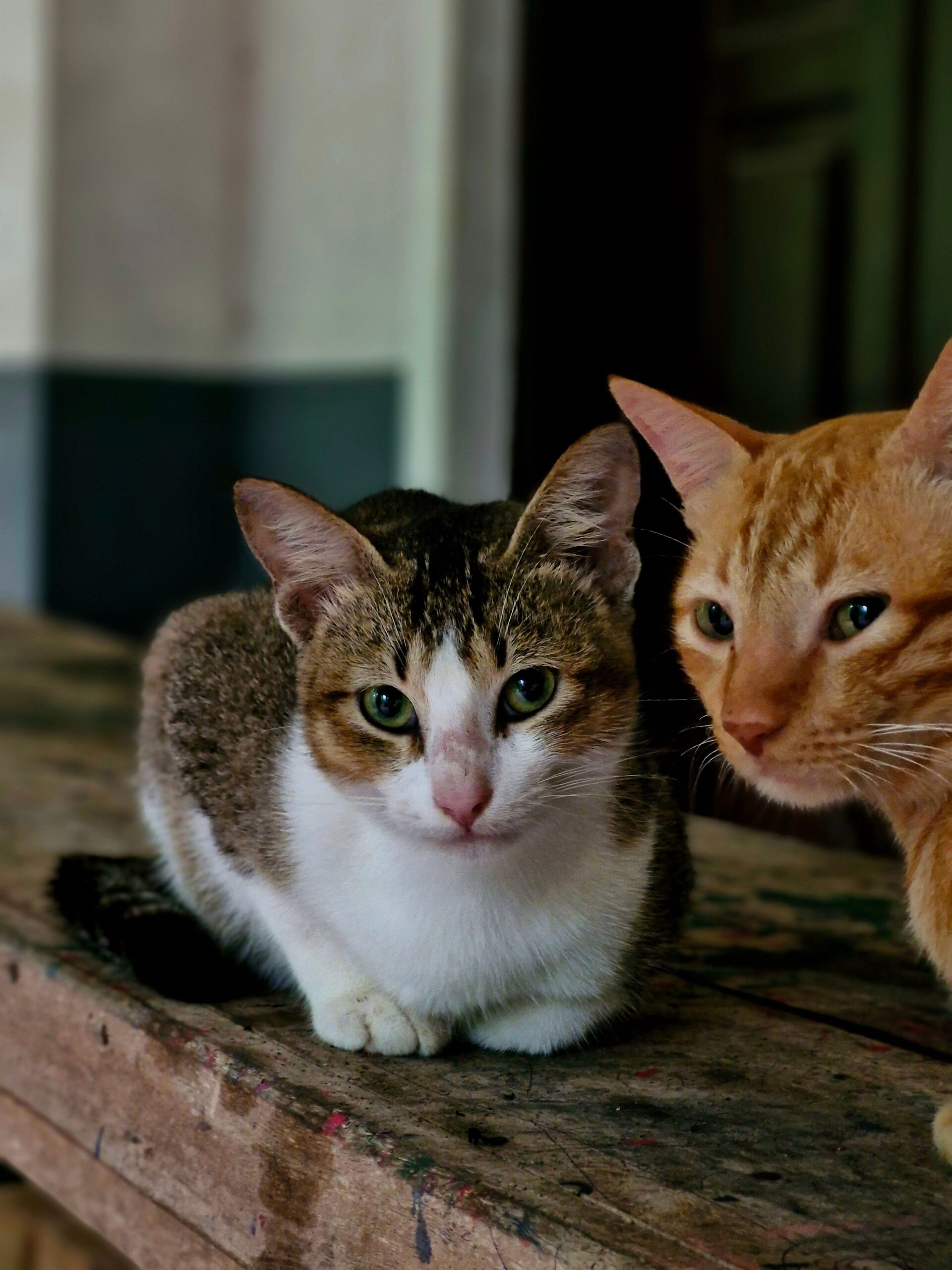 Pisicile, în schimb, aproape niciodată nu s-au apropiat de obiect și doar rareori au indicat unde se află. Foto: pexels.com