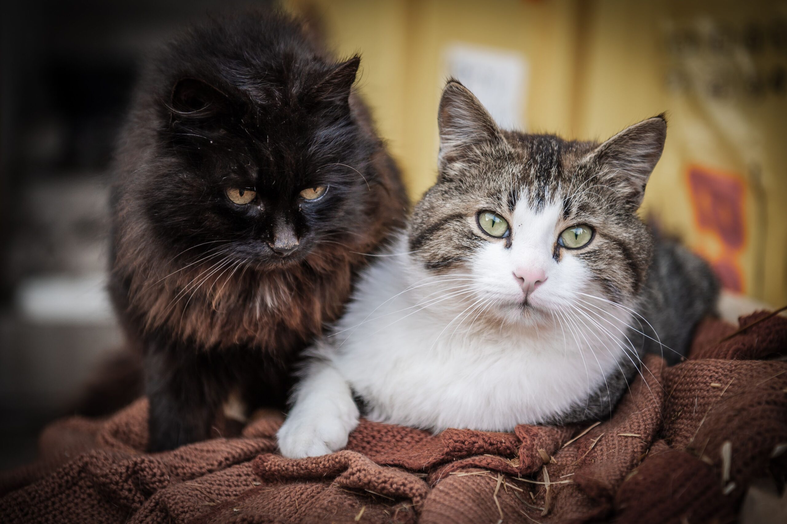 Știința confirmă: pisicile te ajută doar atunci când au ceva de câștigat. Foto: pexels.com