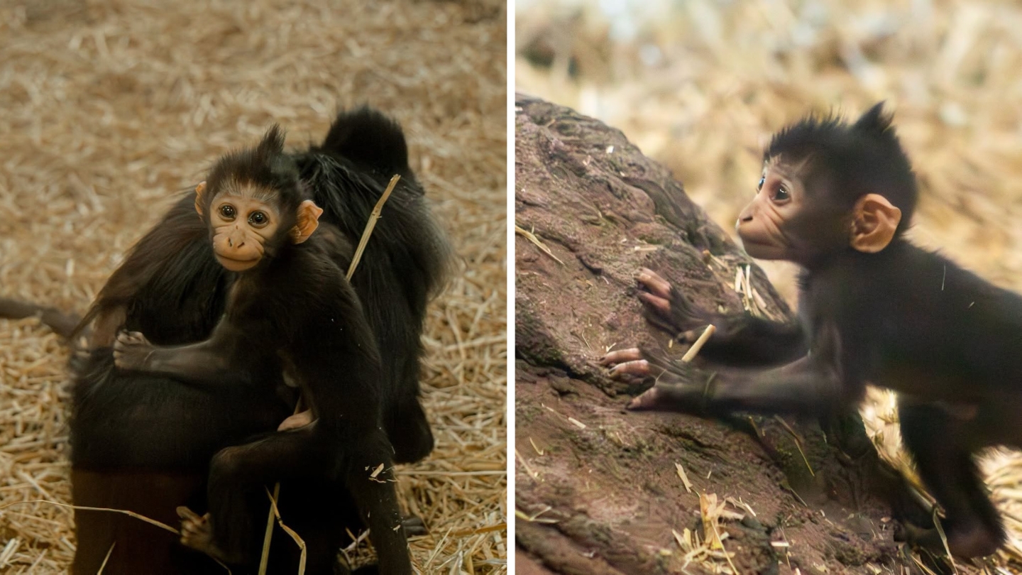 Suzy, o femelă de mangabey cu creastă neagră, a adus pe lume un pui mascul sănătos în urmă cu câteva săptămâni. Sursa foto: Facebook Chattanooga Zoo