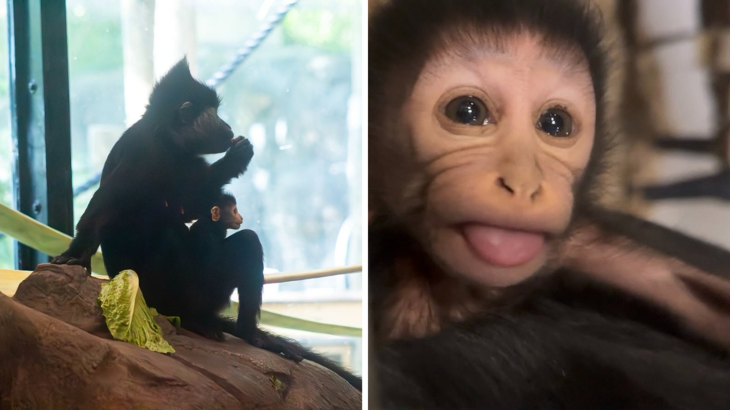 Mangabeyi cu creastă neagră sunt maimuțe originare din pădurile tropicale ale Africii Centrale. Sursa foto: Facebook Chattanooga Zoo
