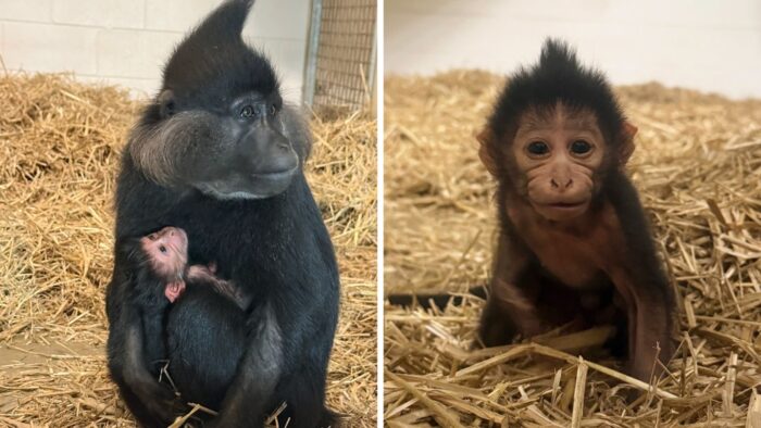 Un nou pui de mangabey cu creastă neagră s-a născut la Grădina Zoologică din Chattanooga. Vizitatorii sunt invitați să-i aleagă numele