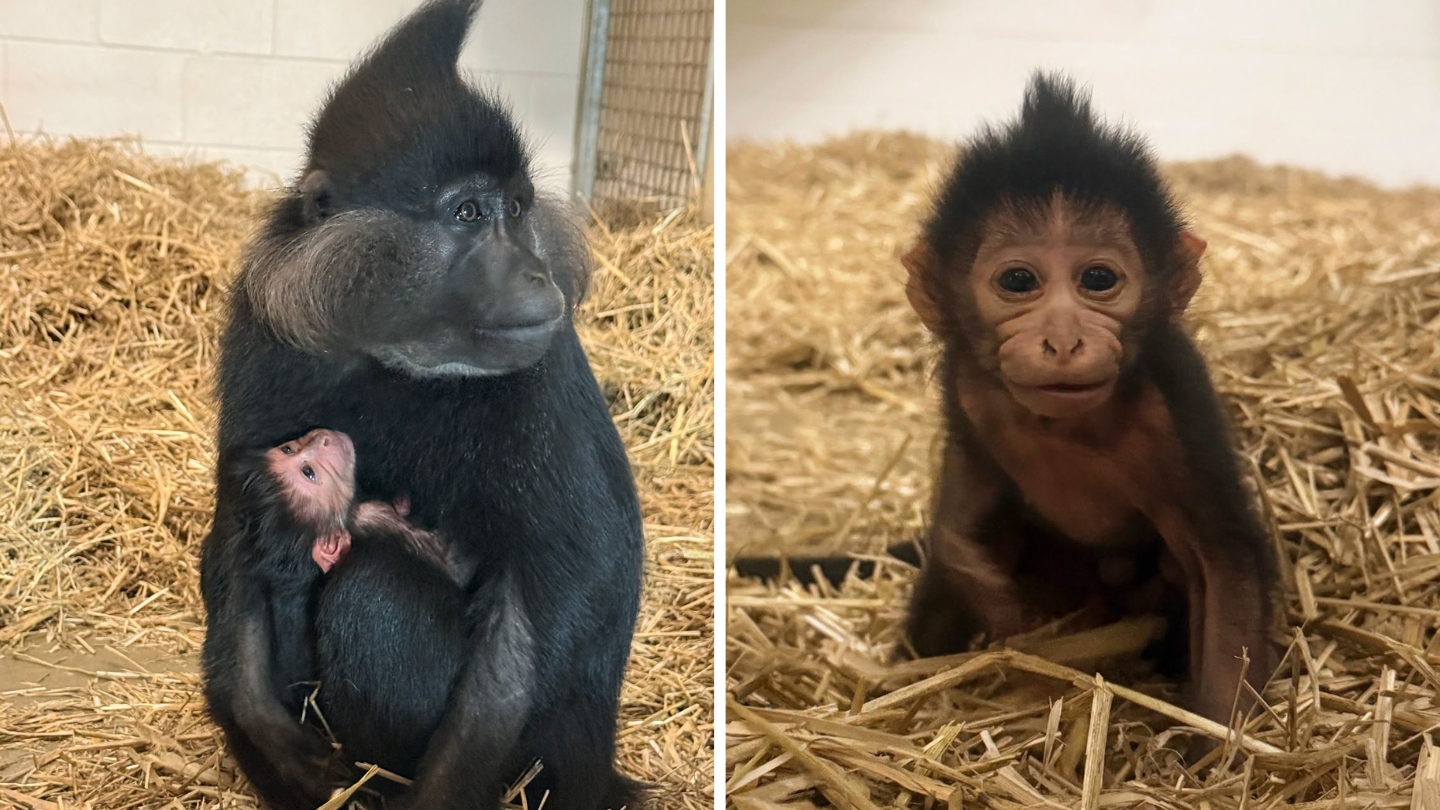 Un nou pui de mangabey cu creastă neagră s-a născut la Grădina Zoologică din Chattanooga. Sursa foto: Facebook Chattanooga Zoo