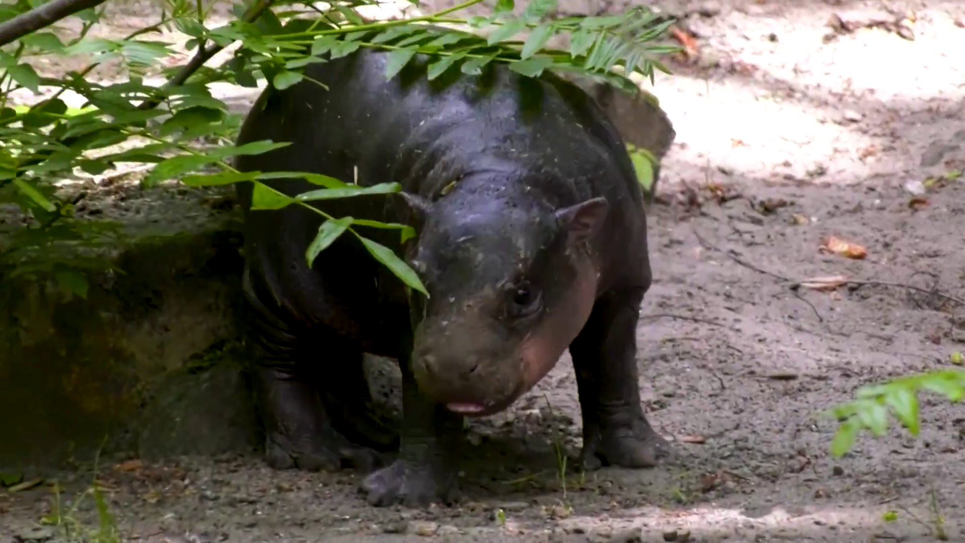 Puiul de hipopotam pigmeu s-a născut pe 9 mai și este fiica femelei „Debbie”. Foto: Grădina Zoologică din Berlin