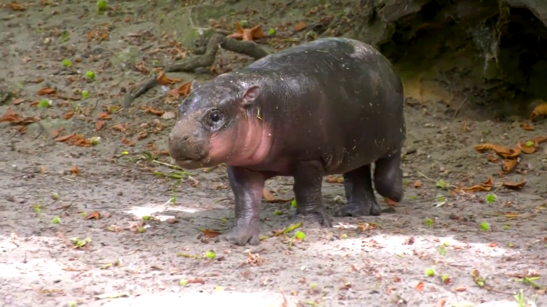 Un pui de hipopotam pigmeu numit „Chiflă” cucerește internetul. Foto: Grădina Zoologică din Berlin