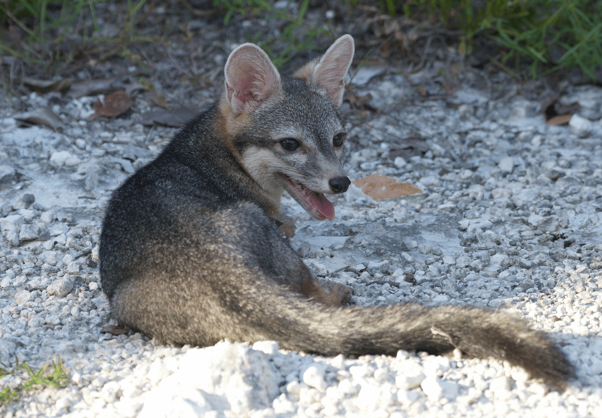 Faceți cunoștință cu vulpea pitică din Cozumel. Sursa foto: Rafael Chacón