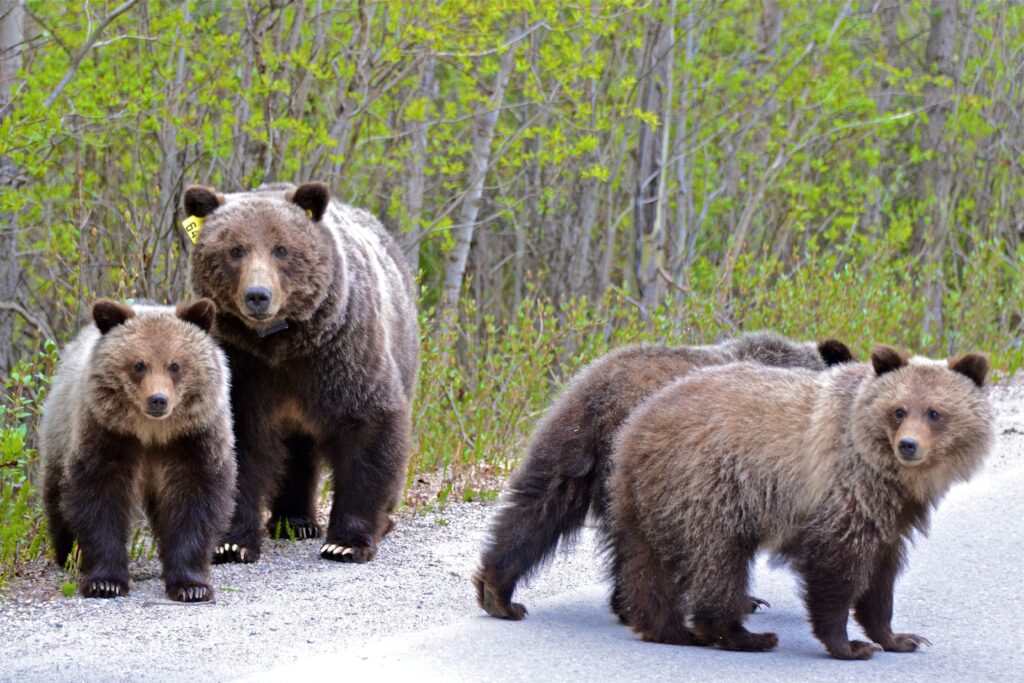 Ursul brun ar putea să-și piardă statutul de specie protejată. Foto: pexels.com
