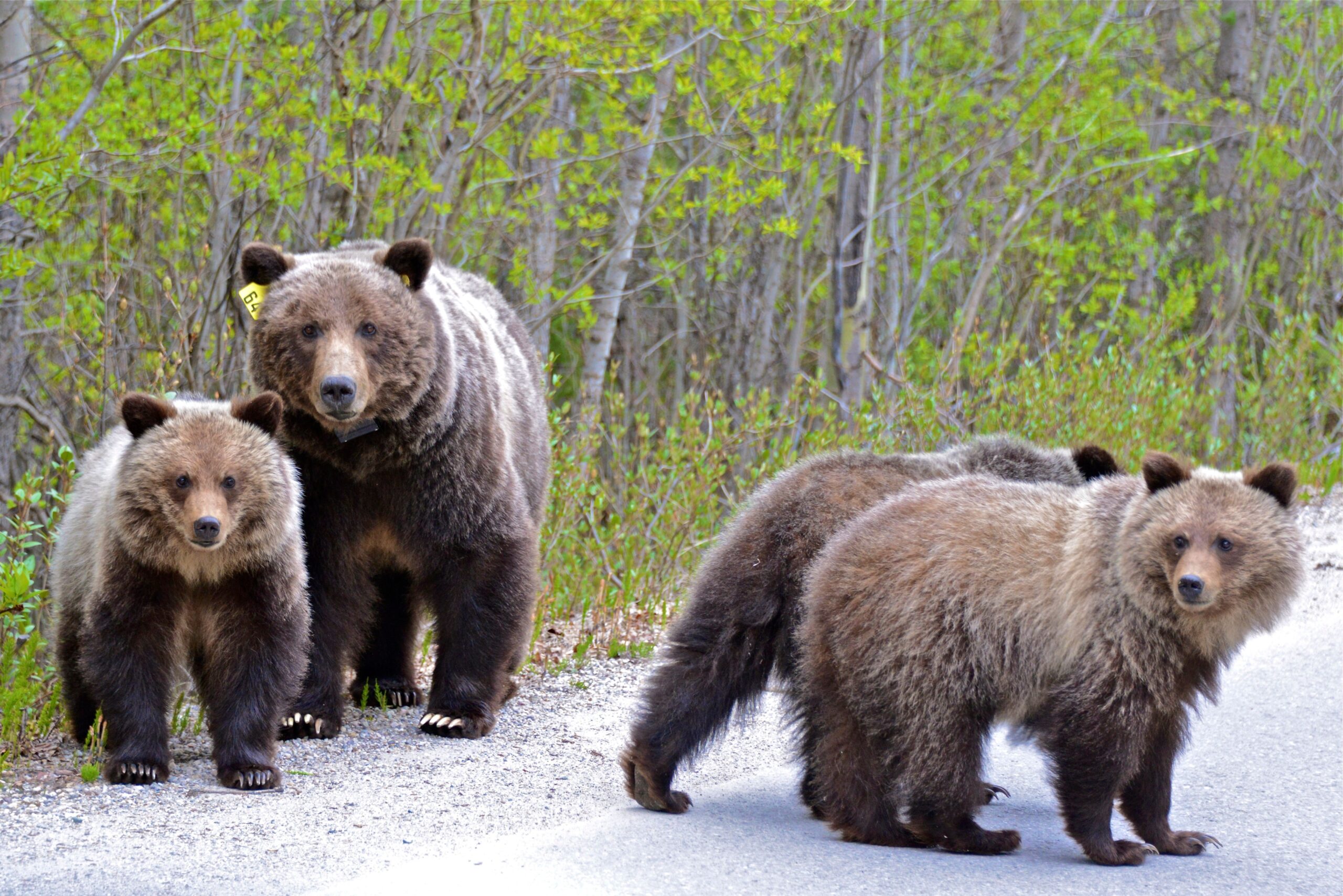 Ursul brun ar putea să-și piardă statutul de specie protejată. Foto: pexels.com