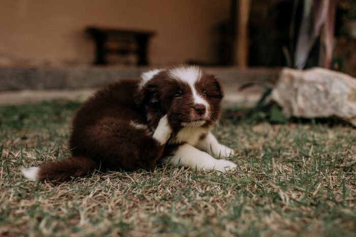 Veterinarii cer interzicerea tratamentelor antiparazitare pentru animale vândute fără prescripție. Substanțele ar putea afecta grav mediul
