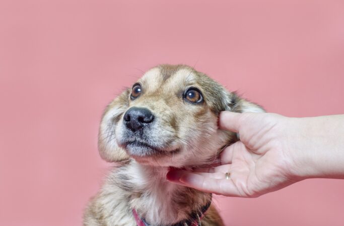 Ce trebuie să faci în primele zile după adopția unui cățel. Analizele, vaccinurile și greșelile care îi pot afecta sănătatea, explicate de medicul veterinar Mihaela Cantoriu: „Amânarea vizitei la medic poate avea consecințe fatale” EXCLUSIV