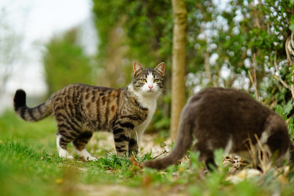 Majoritatea pisicilor nu reprezintă un pericol pentru familie, mai ales atunci când beneficiază de îngrijire veterinară regulată. Foto: Magnific.com