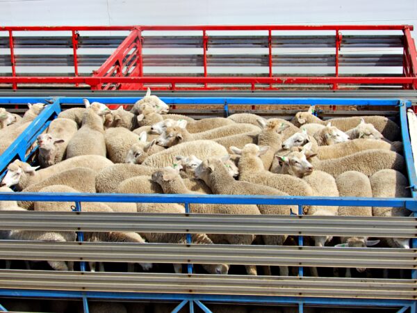 Ce s-a întâmplat cu cele 4.000 de oi și capre aflate la bordul unei nave în Oman. Tragedia reaprinde controversele privind exportul de animale vii