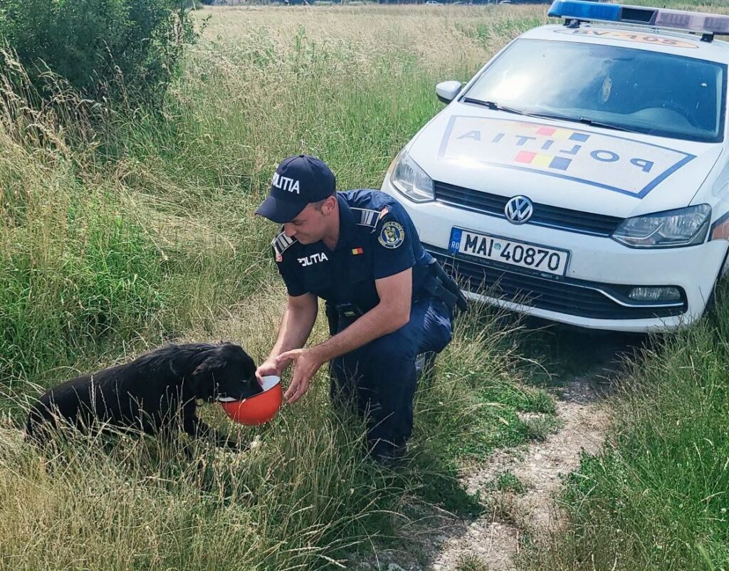 Temperaturile extreme le pot pune viața în pericol animalelor. Ce recomandă Poliția Animalelor. Sursa foto: Facebook/ Poliția Brașov