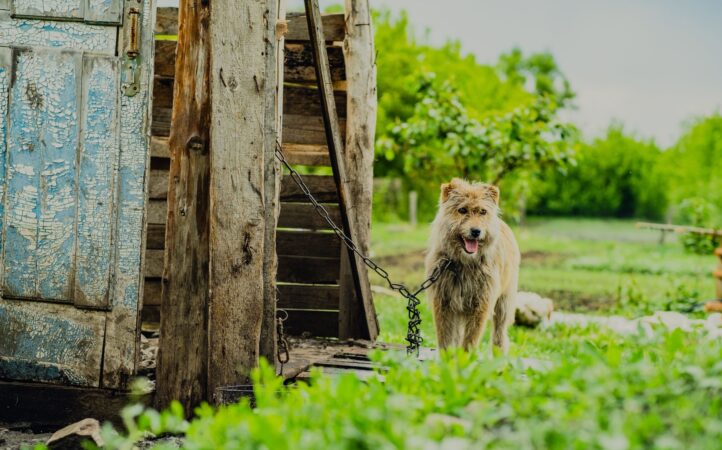 Nu lăsați câinii legați în lanț în timpul inundațiilor. Avertismentul transmis de IGSU pentru proprietarii de animale: „Sunt vulnerabile și depind de măsurile luate din timp”