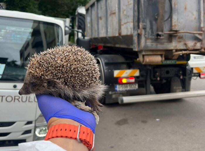 Un arici protejat de lege a fost salvat dintr-o pubelă înainte de a fi zdrobit la colectarea deșeurilor! Salvatorii suspectează că animalul a fost aruncat intenționat