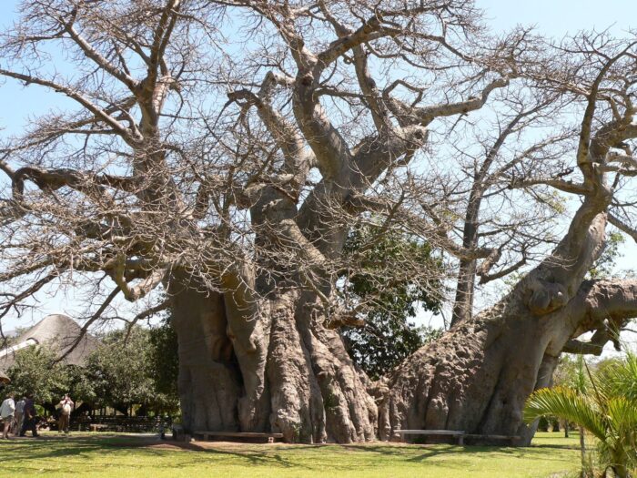 Baobabii, arborii care trăiesc mai mult de două milenii. Cel mai mare este Sagole Big Tree din Africa de Sud