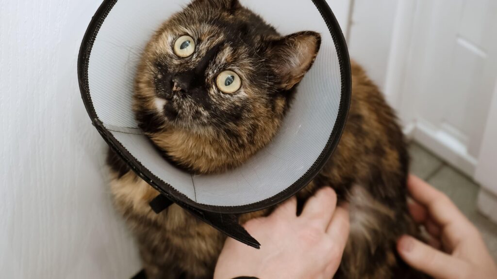 Pisica ta are zone fără păr și se scarpină des? Cele mai frecvente boli de piele, cauzele lor și cum pot fi tratate. Andreea Lungu, medic veterinar: „Aplicarea unor produse destinate uzului uman poate agrava semnificativ afecțiunile” EXCLUSIV