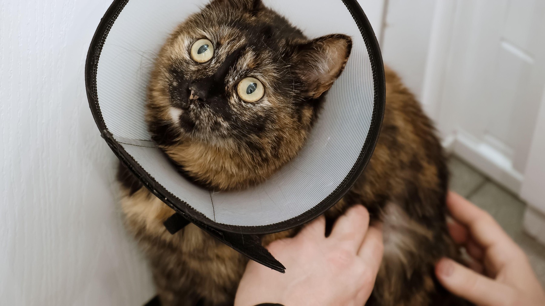 Pisica ta se scarpină des sau are zone fără păr? Medicul veterinar Andreea Lungu a explicat care sunt cele mai frecvente boli de piele la pisici, cauzele lor și cum pot fi tratate corect. Imagine reprezentativă. Sursa foto: Hanna Taniukevich / Alamy / Profimedia