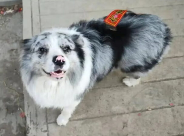 Un border collie celebru pe internet, cu peste 1,5 milioane de urmăritori, ar fi fost furat și vândut pentru 27 de dolari. Ulterior, a fost sacrificat