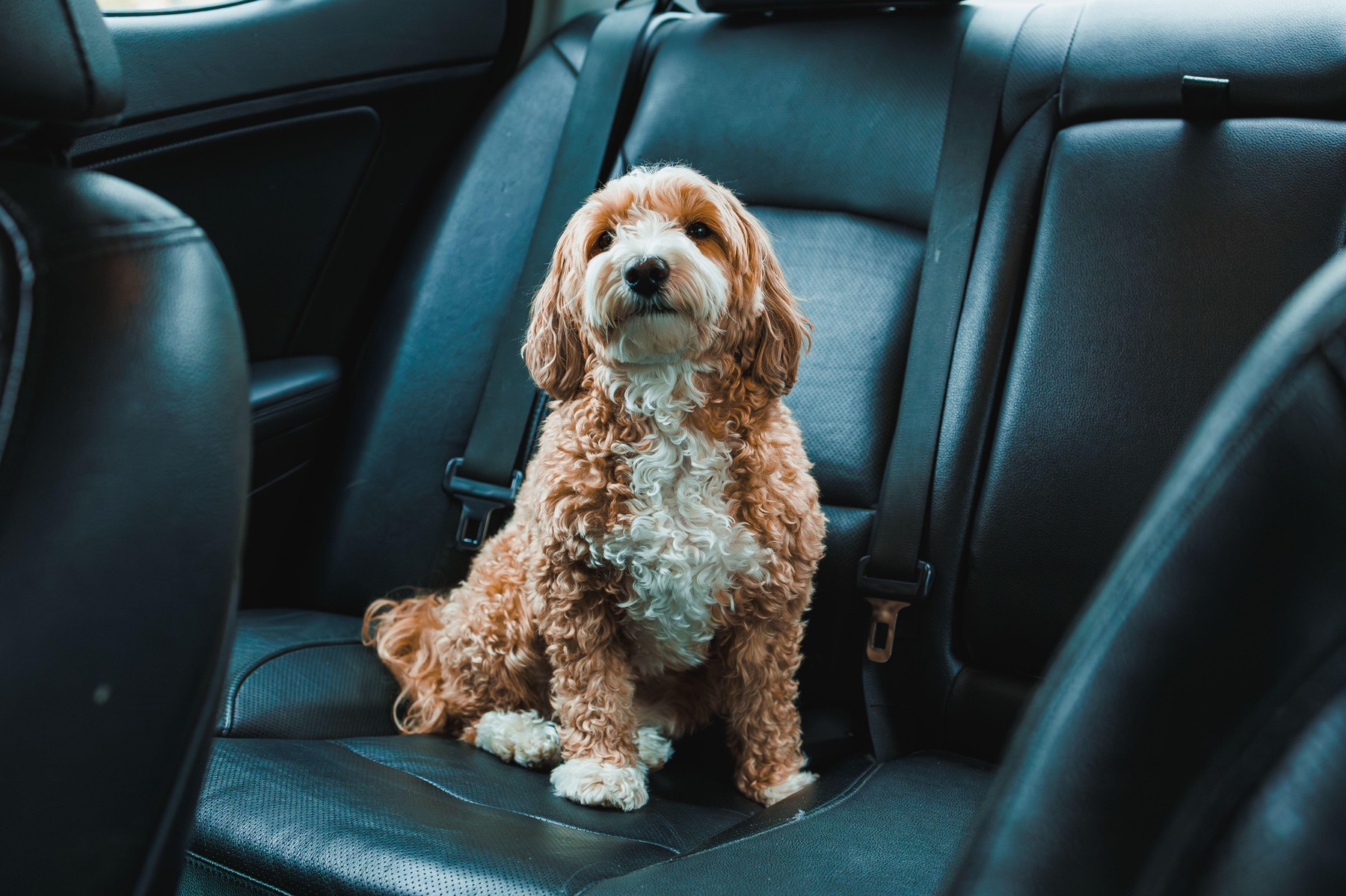 Așa îți pui câinele în pericol fără să-ți dai seama. Greșelile frecvente pe care le fac proprietarii în mașină. Sursa foto: Zoryna Hadzhuk / Alamy / Profimedia