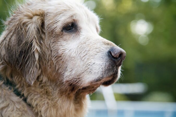 Nu pune durerea pe seama bătrâneții. Semnele care arată că un câine senior suferă și cum îi adaptăm corect rutina, potrivit medicului veterinar Grămadă Iulian: „Trebuie să fim mai atenți” EXCLUSIV