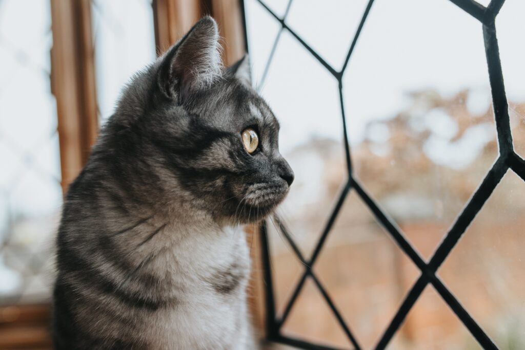 Mai multe studii sugerează că pisicile care trăiesc exclusiv în interior au, în medie, o speranță de viață mai mare. Foto: Magnific.com