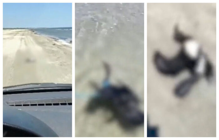 Un bărbat a intrat pe o plajă din Delta Dunării și a lovit un cormoran cu mașina, iar ulterior s-a filmat în timp ce îl plimba legat cu o sfoară: „Ce frână? L-am dat cu roțile-n sus”
