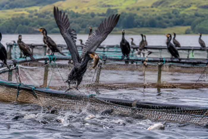 De ce vor mai multe state UE măsuri împotriva cormoranilor. Păsările protejate sunt acuzate că afectează grav resursele de pește