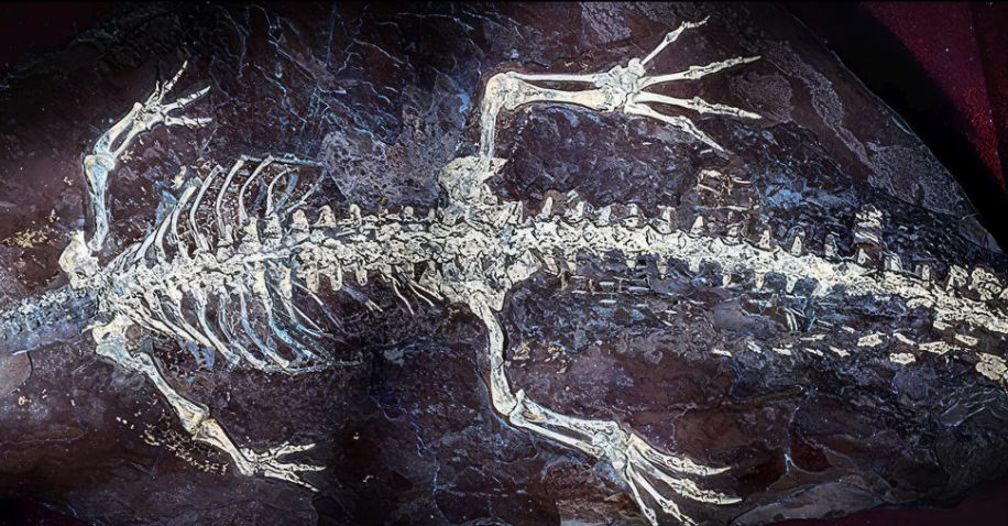 O fosilă de crocodil veche de 125 de milioane de ani păstrează urme de piele, cartilaj și marcaje pe coadă