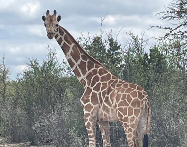 O girafă evadată a pus pe jar autoritățile din Texas. Gracie a fost găsită după aproape două săptămâni