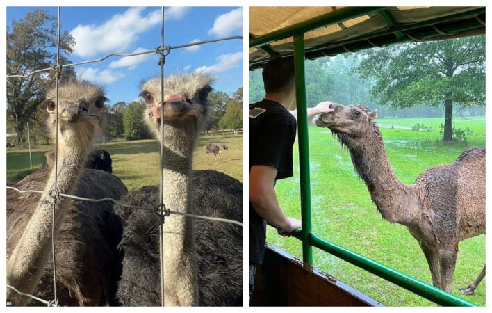 În interiorul uneia dintre cele mai controversate grădini zoologice din America! Personalul a povestit ce se întâmplă în interior, după dispariția unor specii rare