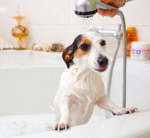 Greșeala pe care mulți stăpâni o fac atunci când își spală câinele acasă. Groomer: „Duce la otite” EXCLUSIV